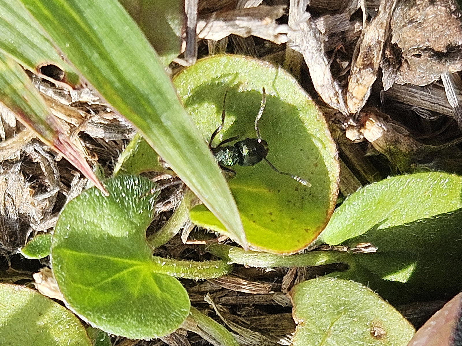 Greenhead ant